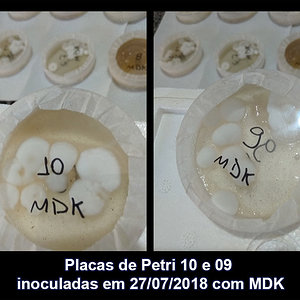 IMG_20180810_134016_10-09_Placas-de-Petri-inoculadas-em-27-07-2018-com-MDK.jpg