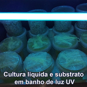 IMG_20180810_140657_Cultura-liquida-e-substrato--em-banho-de-luz-UV.jpg