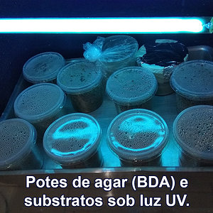 IMG_20180810_135647_Potes-de-agar-(BDA)-e-substratos-sob-luz-UV.jpg