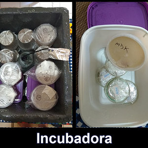 caixa-isopor-incubadora_02.jpg