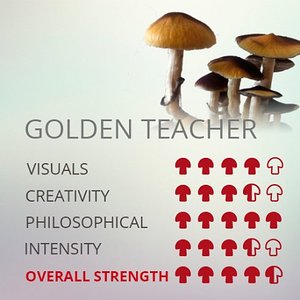 magicmushrooms-growbox-psilocybe-cubensis-golden-teacher.jpg