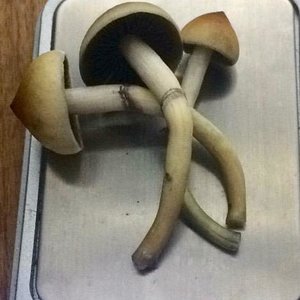 WhatsApp Image 2019-09-05 at 18.14.12.jpeg