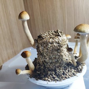 WhatsApp Image 2019-09-18 at 11.44.00.jpeg