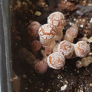 WhatsApp Image 2019-10-10 at 07.31.38.jpeg