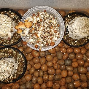 WhatsApp Image 2019-11-11 at 08.09.41 (3).jpeg