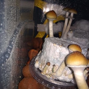 WhatsApp Image 2020-06-19 at 13.11.01 (1).jpeg