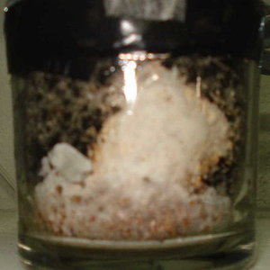 contaminação micelio p clone 2.jpg