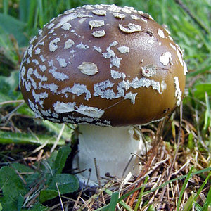 amanita_pantherina5.jpg