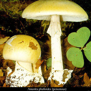 amanita_phalloides1.jpg