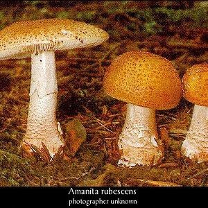 amanita_rubescens1.jpg