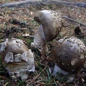 Amanita_submembranacea_sized.jpg