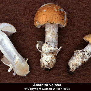 amanita_velosa1.jpg