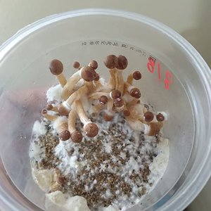 cogumelos finos e pequenos