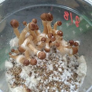 cogumelos finos e pequenos
