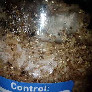 condensação + micélio - dia 6.jpeg