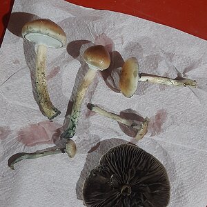 Cubensis selvagens