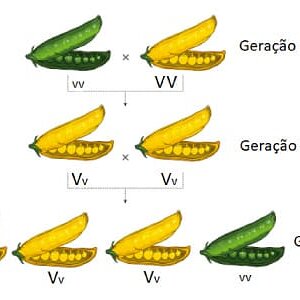 Experimento-da-primeira-lei-de-mendel-ervilhas-amarelas-e-verdes-gerações-genótipo-e-fenótipo.jpg