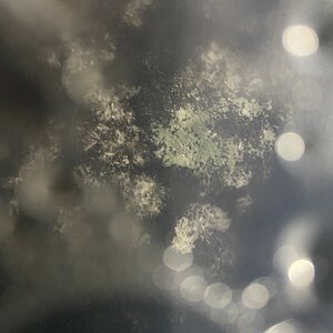 IMG_4279.jpeg