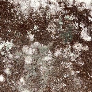 IMG_4297.jpeg