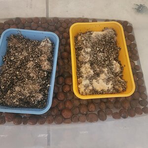 015 -Semana 01.jpg