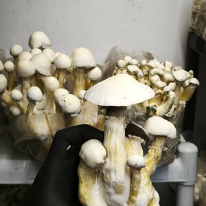 Mídia 'IMG_20250621_152531.jpg' na categoria 'Cultivo de cogumelos'