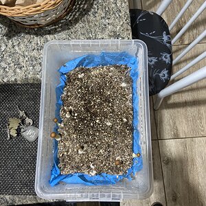 Mídia 'image.jpg' na categoria 'Cultivo de cogumelos'