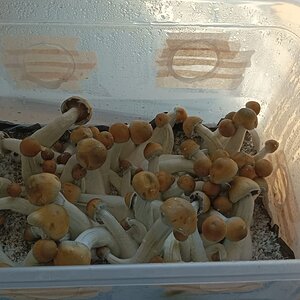 1° Flush - PE7 - 2ª geração - Monotub CVG