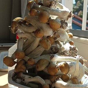 Mídia '1° Flush - PE7 - 2ª geração - Monotub CVG - Pilhinha' na categoria 'Cultivo de cogumelos'