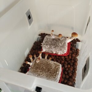 Mídia 'IMG_20251104_105556637.jpg' na categoria 'Cultivo de cogumelos'