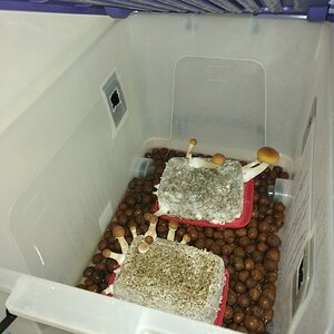 Mídia 'IMG_20251104_105542753.jpg' na categoria 'Cultivo de cogumelos'