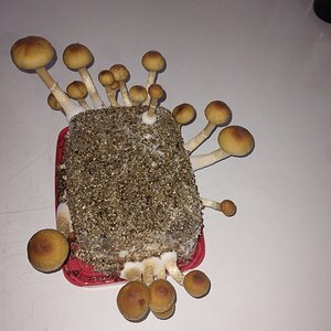 Mídia 'IMG_20251111_171948816.jpg' na categoria 'Cultivo de cogumelos'