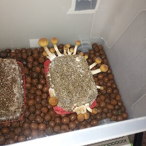 Mídia 'IMG_20251111_112715652.jpg' na categoria 'Cultivo de cogumelos'