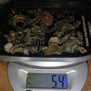 5g de cacto san pedro seco.jpeg