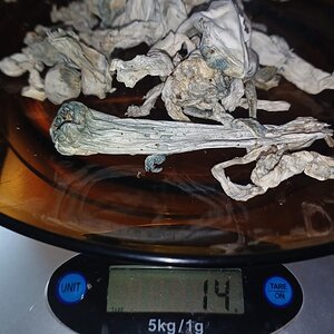 Mídia 'WhatsApp Image 2026-01-17 at 14.02.18.jpeg' na categoria 'Fotos aleatórias'