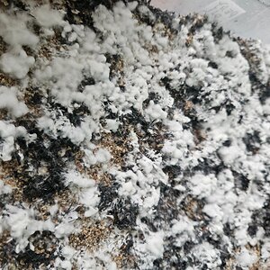 Mídia '20260316_144617.jpg' na categoria 'Cultivo de cogumelos'