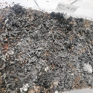 Mídia '20260316_144704.jpg' na categoria 'Cultivo de cogumelos'