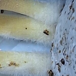 Mídia 'resized.jpg' na categoria 'Cultivo de cogumelos'