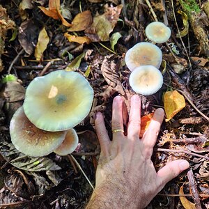 Mídia 'Cambodian' na categoria 'Cogumelos na natureza'