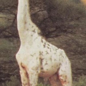 girafa-albina1.jpg