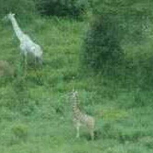 girafa-albina1a.jpg