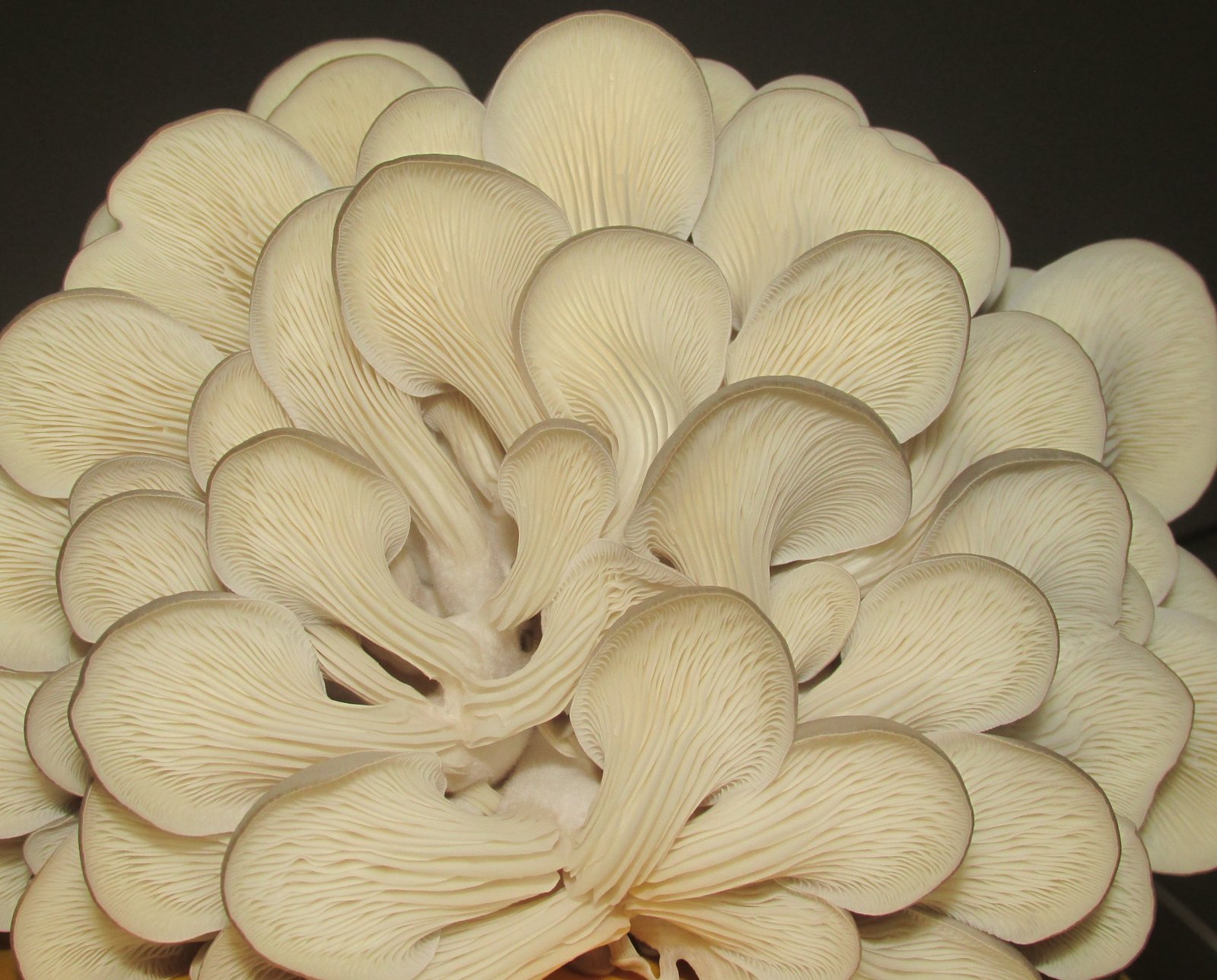 pleurotus-sp08.jpg