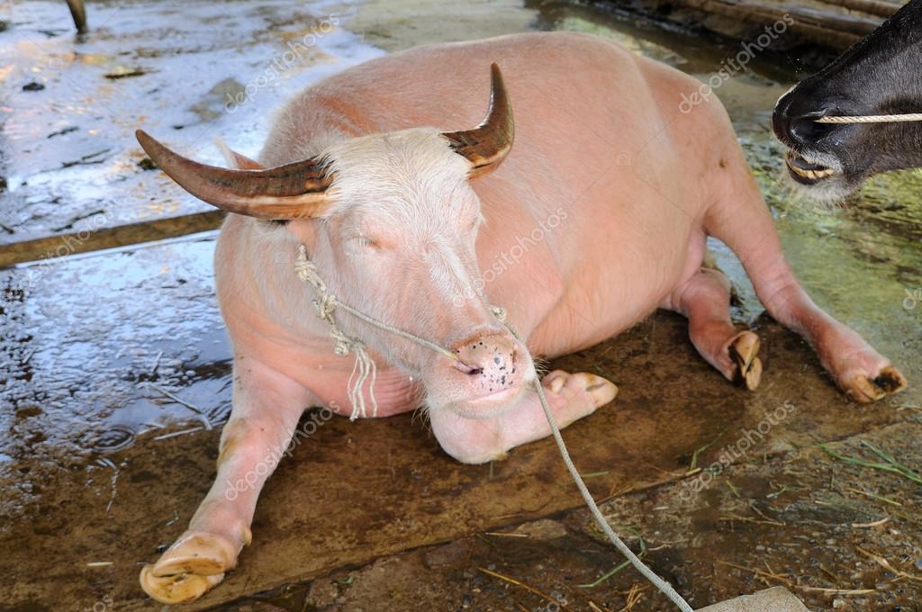 depositphotos_44449057-stock-photo-pink-buffalo.jpg