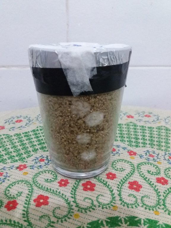 01d - copo 1 - micélio visível em 4 dias após reinoculação dia 16-06.jpg