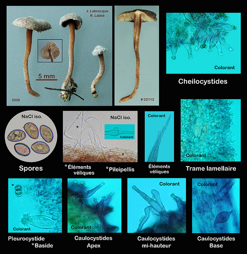 02113 - Inocybe sp..jpg