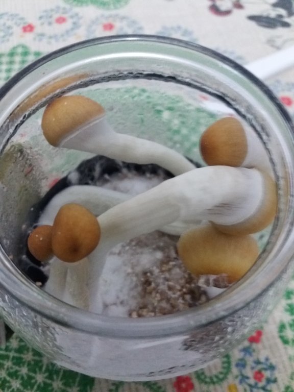 03a - pote 3 antes de colher.jpg