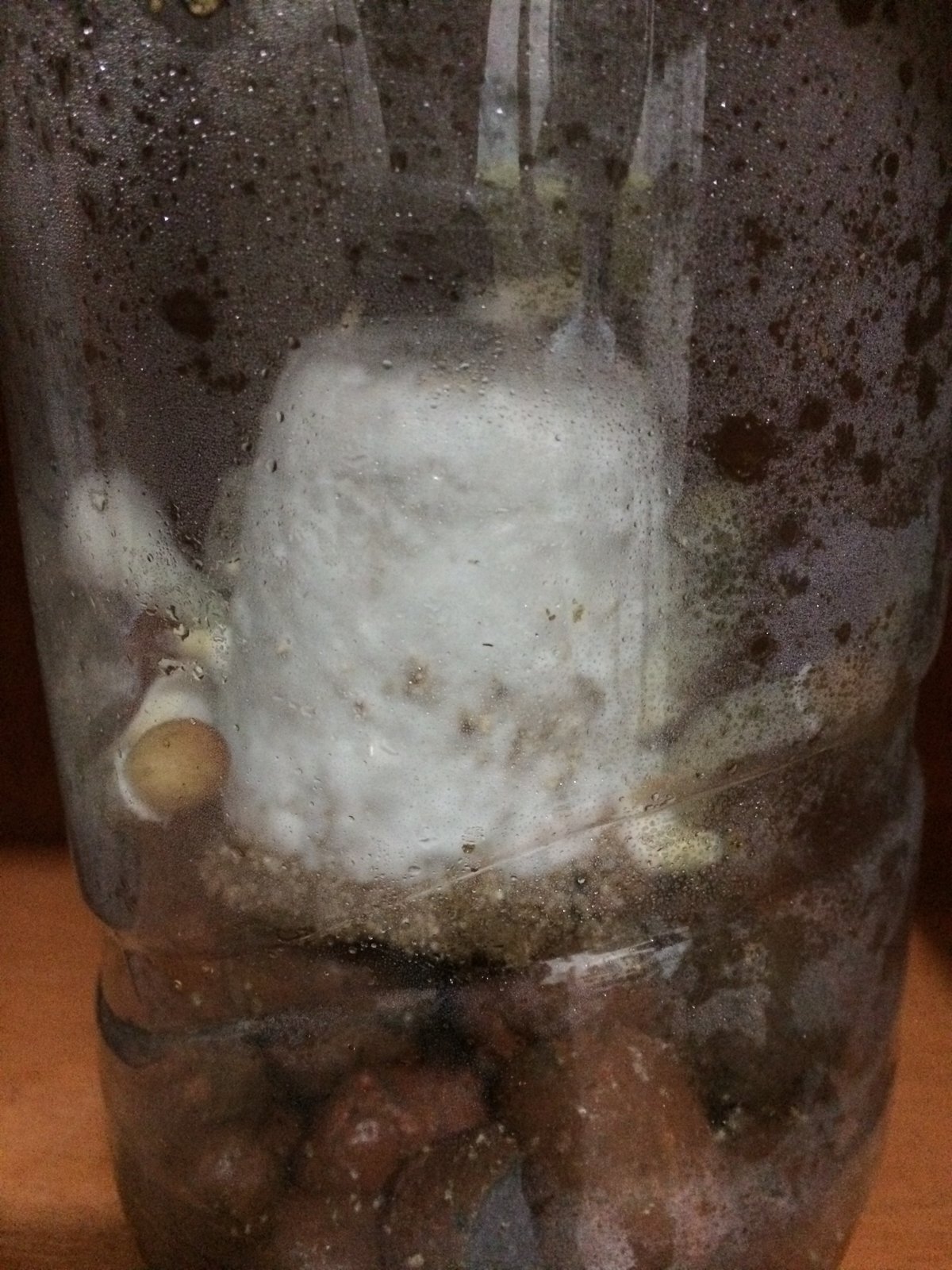 08c2 - 12 dias dps - MICÉLIO COLONIZOU TODA A VERMICULITA DO ROLL.jpg