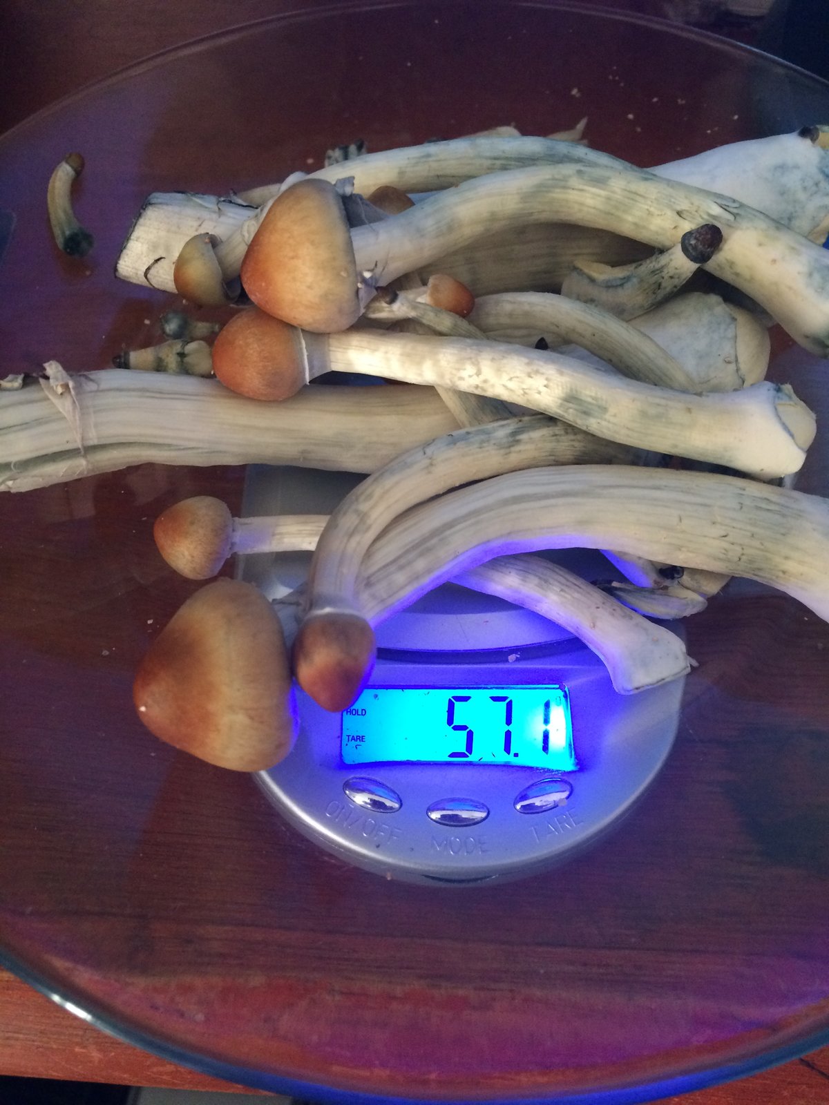 09a - colheita 1 pesagem 1.jpg