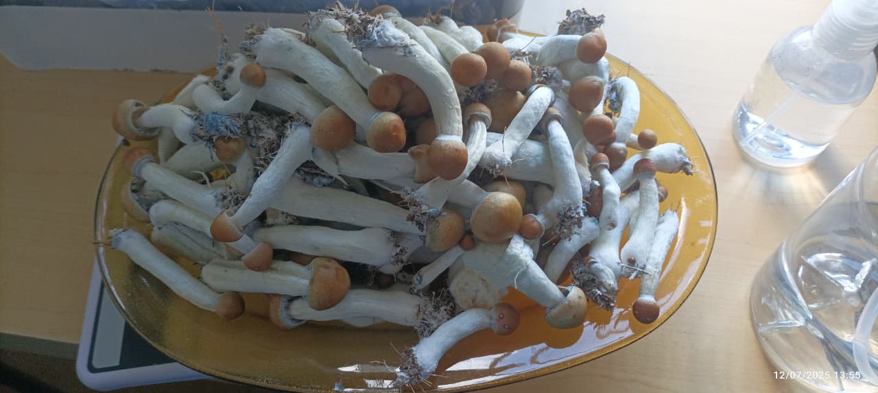 1° Flush - PE7 - 1ª geração - Monotub CVG
