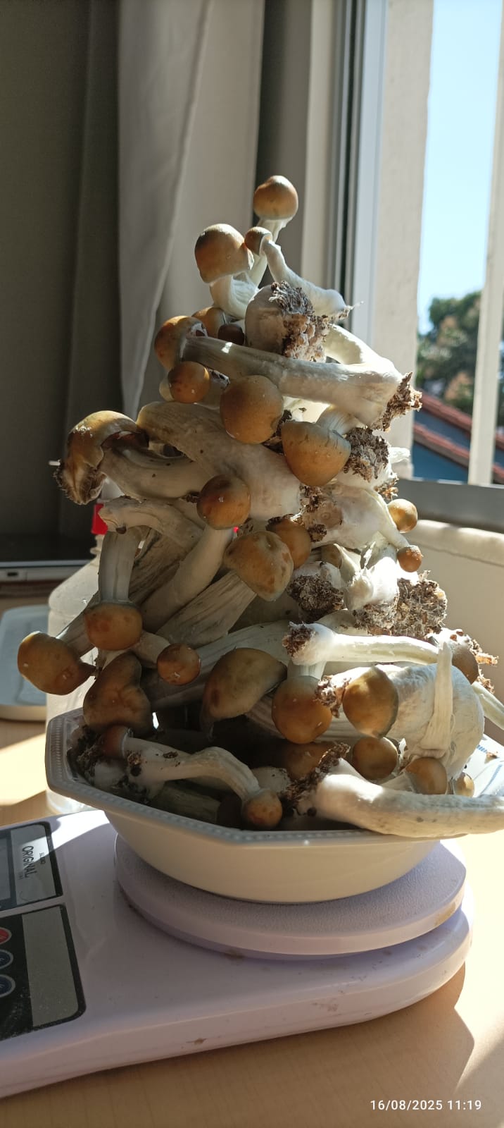 1° Flush - PE7 - 2ª geração - Monotub CVG - Pilhinha