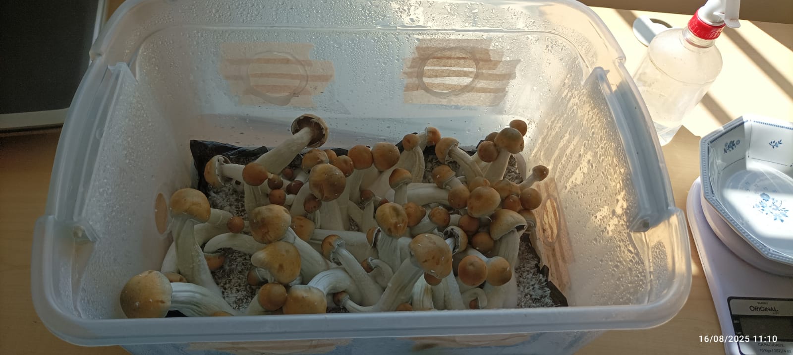 1° Flush - PE7 - 2ª geração - Monotub CVG